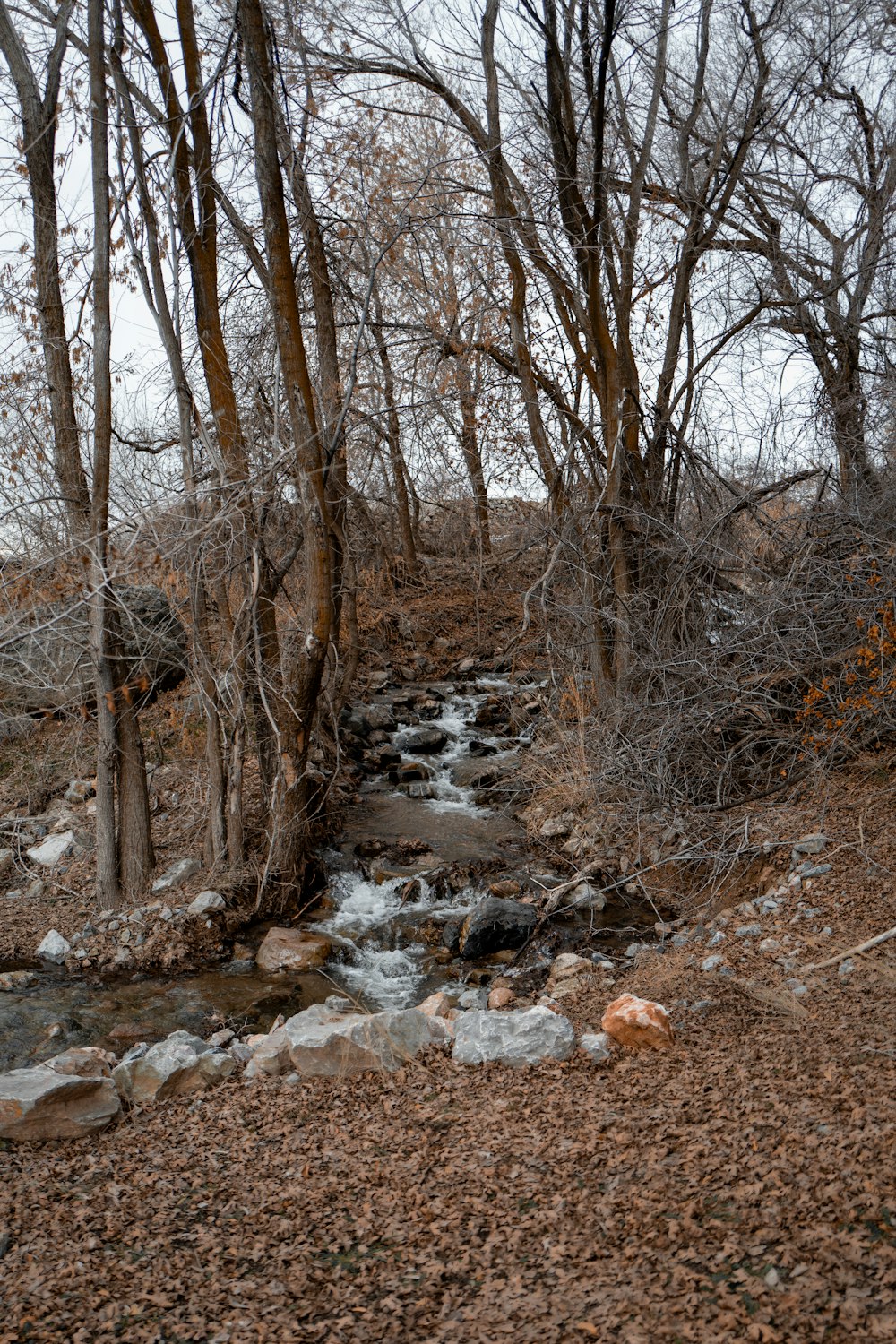 un arroyo que corre a través de un bosque lleno de muchos árboles