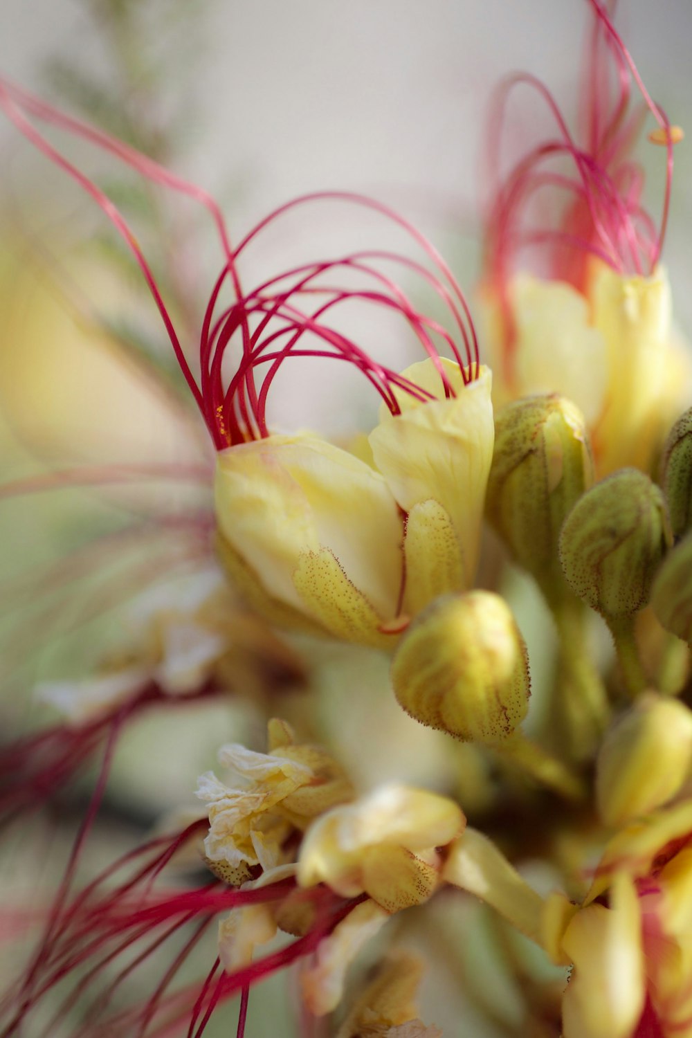 a close up of a flower with red stems