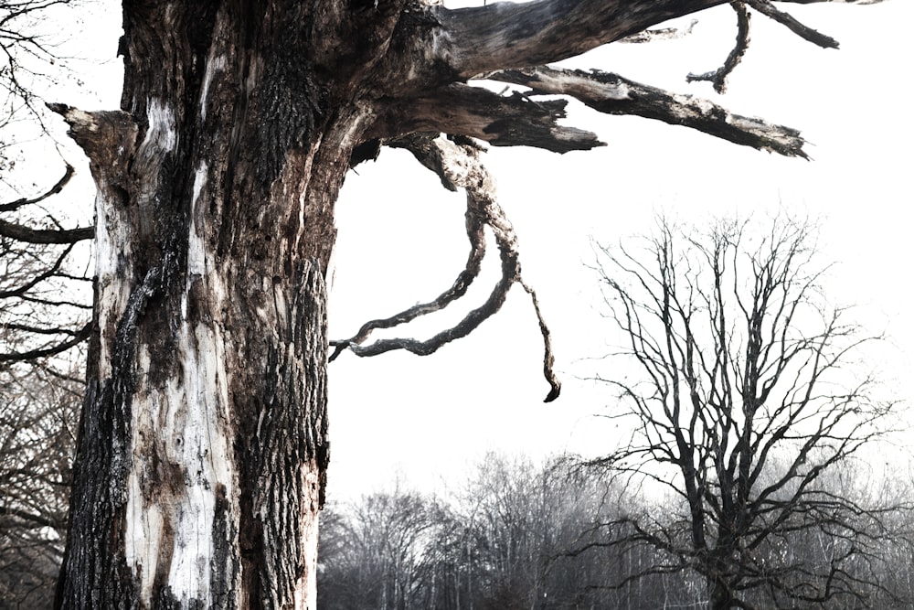 a large tree with no leaves on it