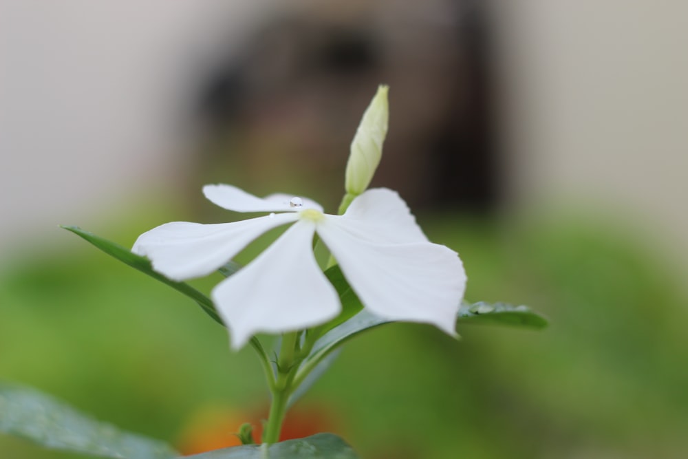 a close up of a white flower with a blurry background