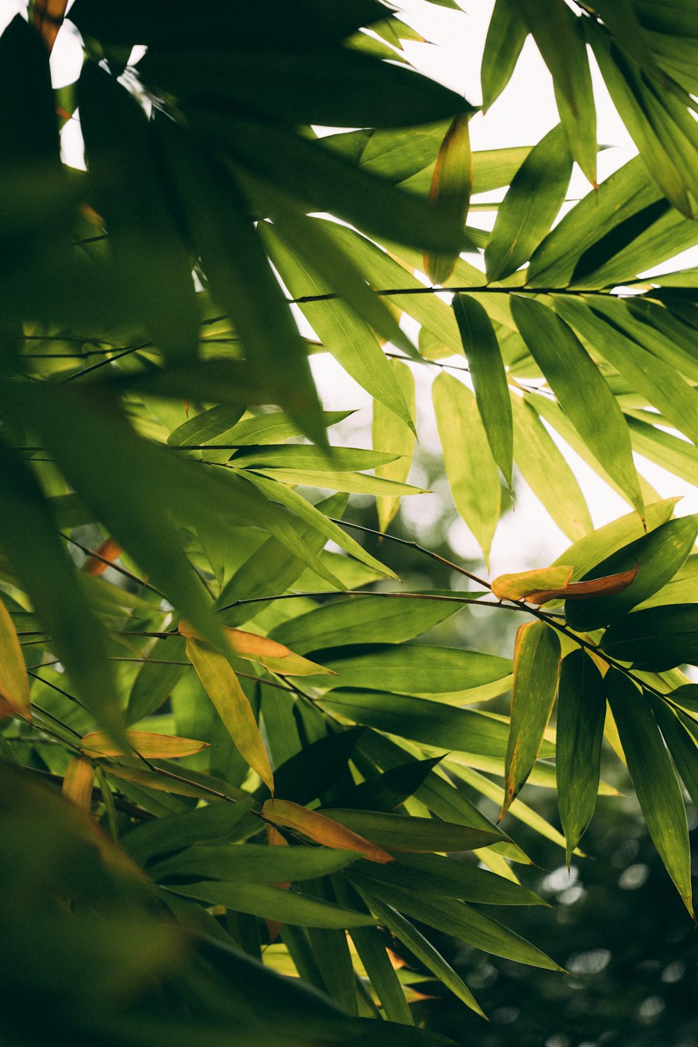 a close up of a green leafy tree