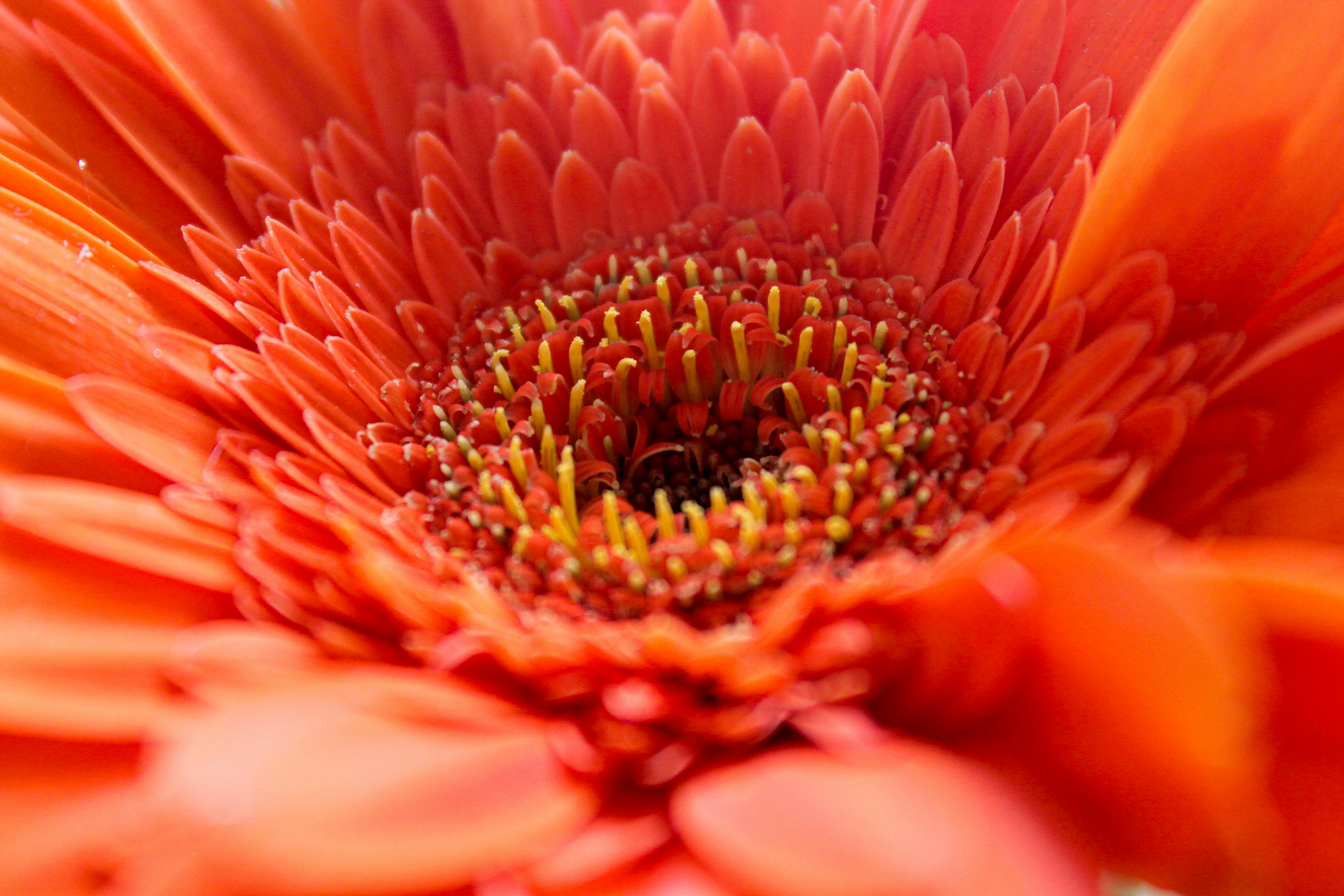 Photo by paolarurrutia