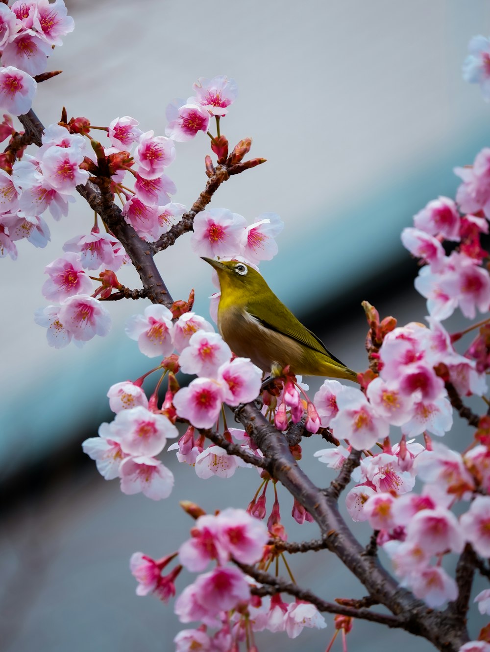 花の咲く木の枝にとまる小さな黄色い鳥
