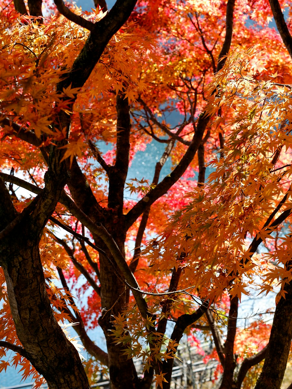 a tree with orange leaves and a building in the background