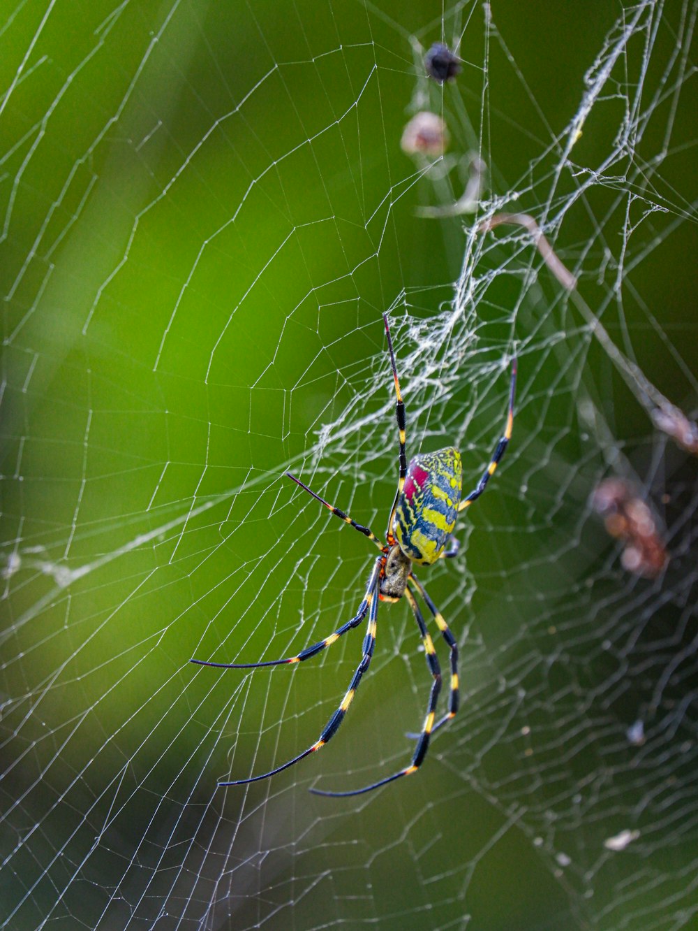 거미줄에 앉아있는 노란색과 파란색 거미