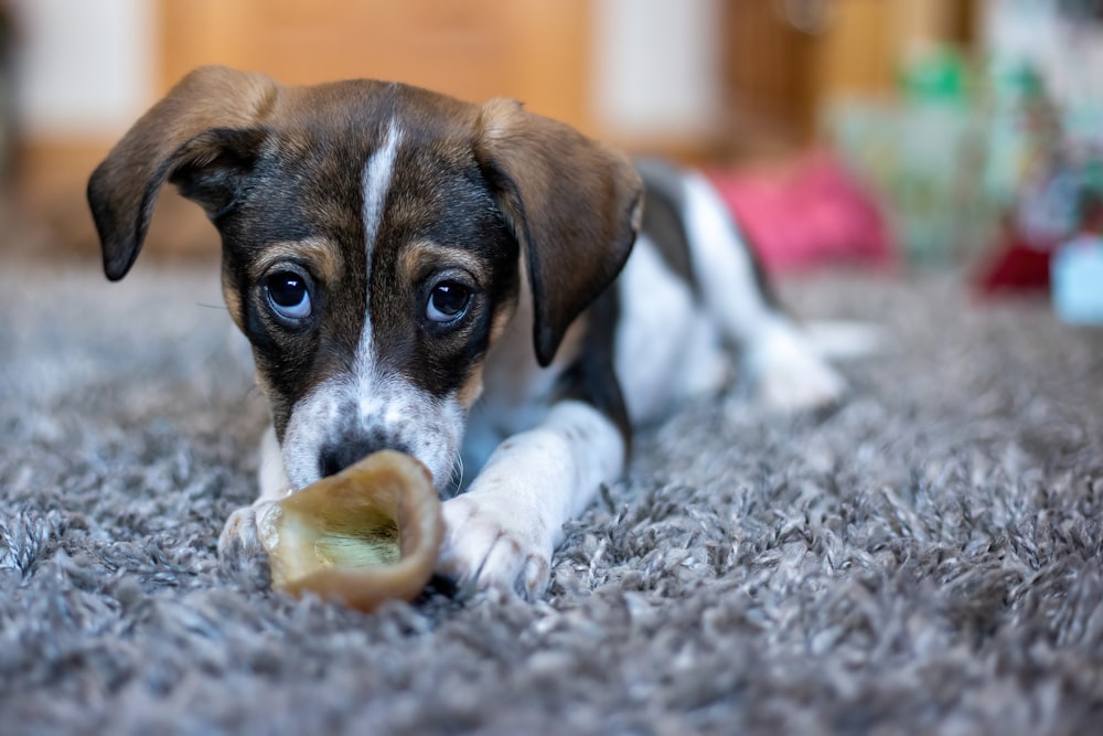 a brown and white dog chewing on a bone