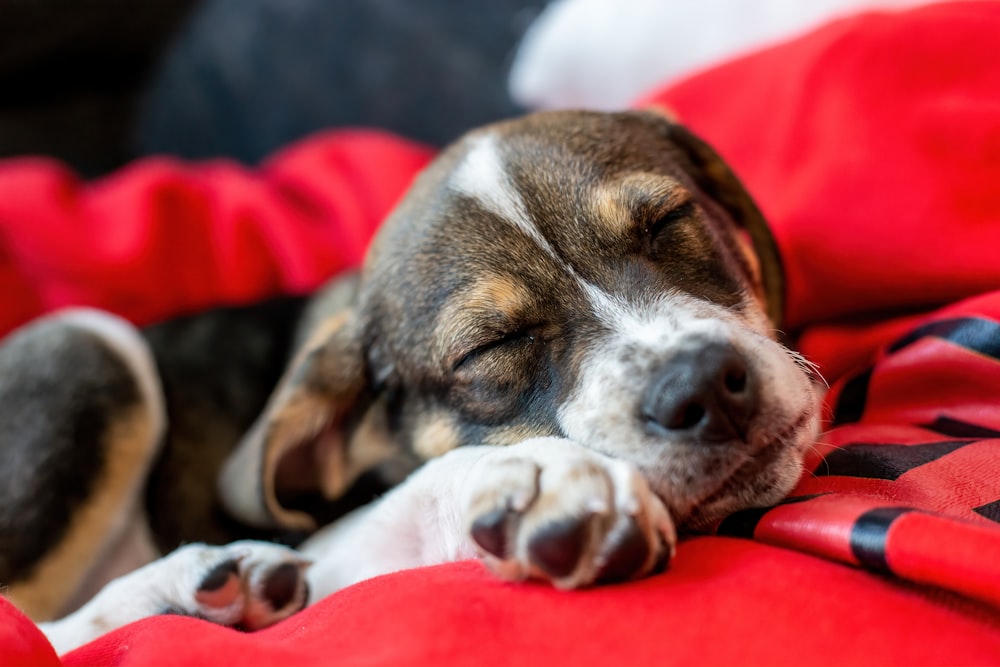 a small dog sleeping on a red blanket