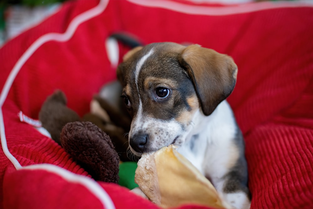 a small dog laying on top of a red blanket