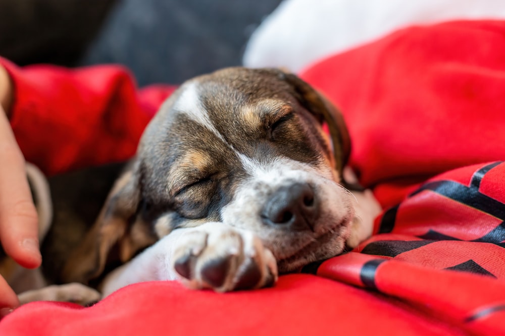 a small dog sleeping on a red blanket