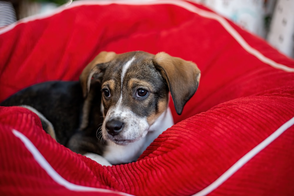 a small dog laying on top of a red blanket