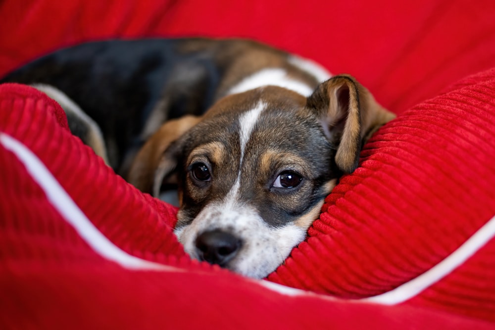 a small dog laying on top of a red blanket