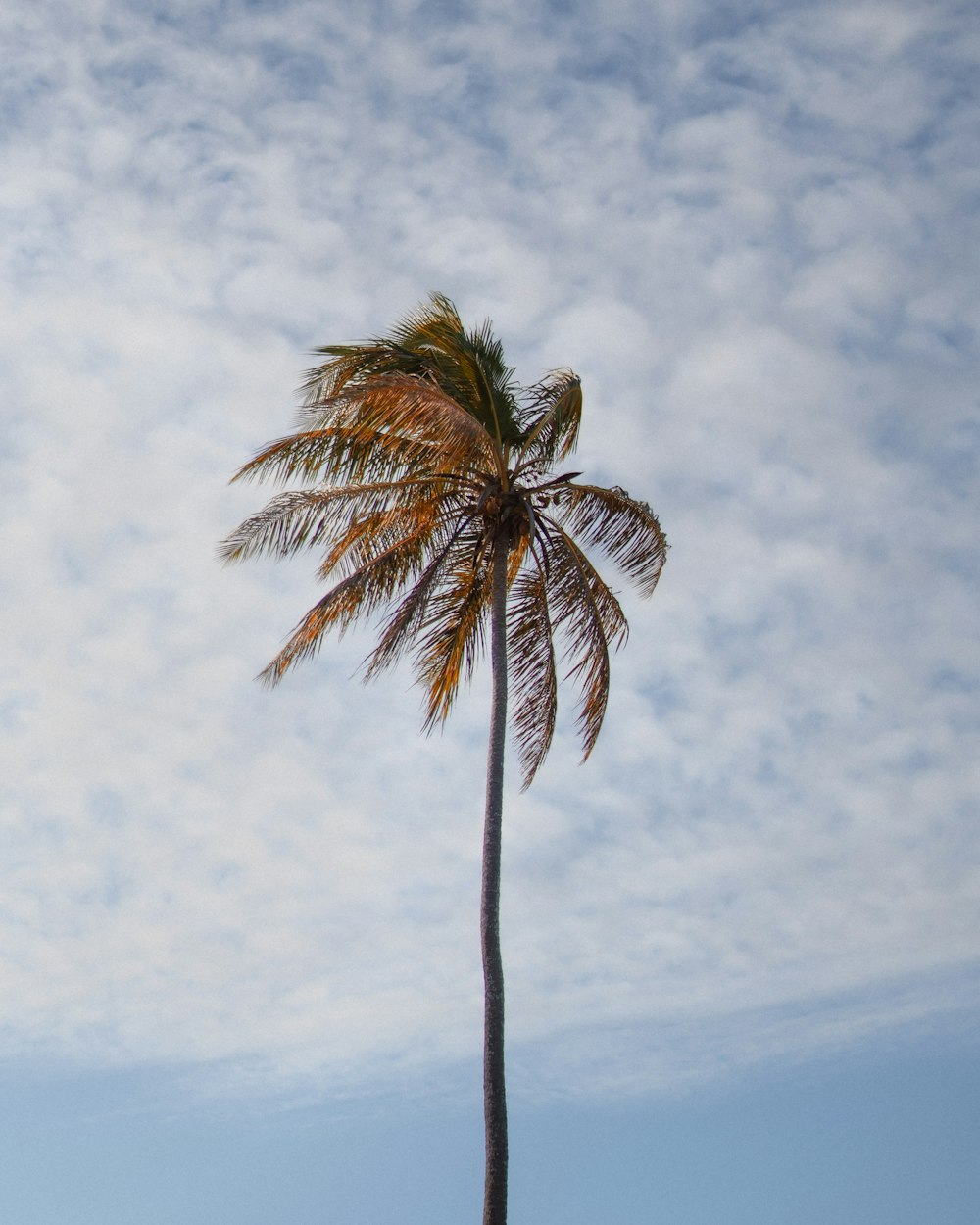 a tall palm tree with a blue sky in the background