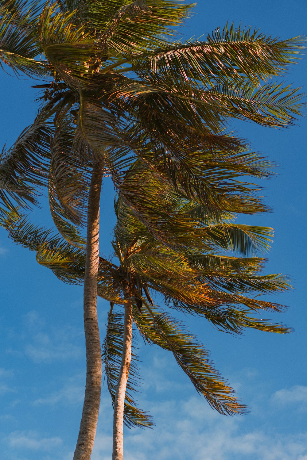 a palm tree blowing in the wind with a blue sky in the background