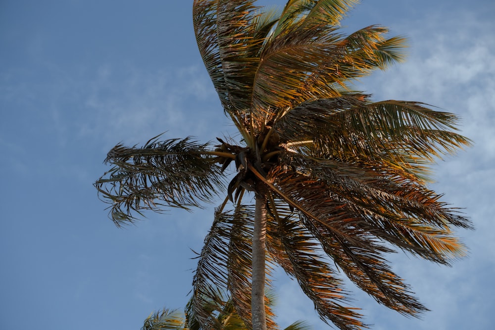 a palm tree with a blue sky in the background