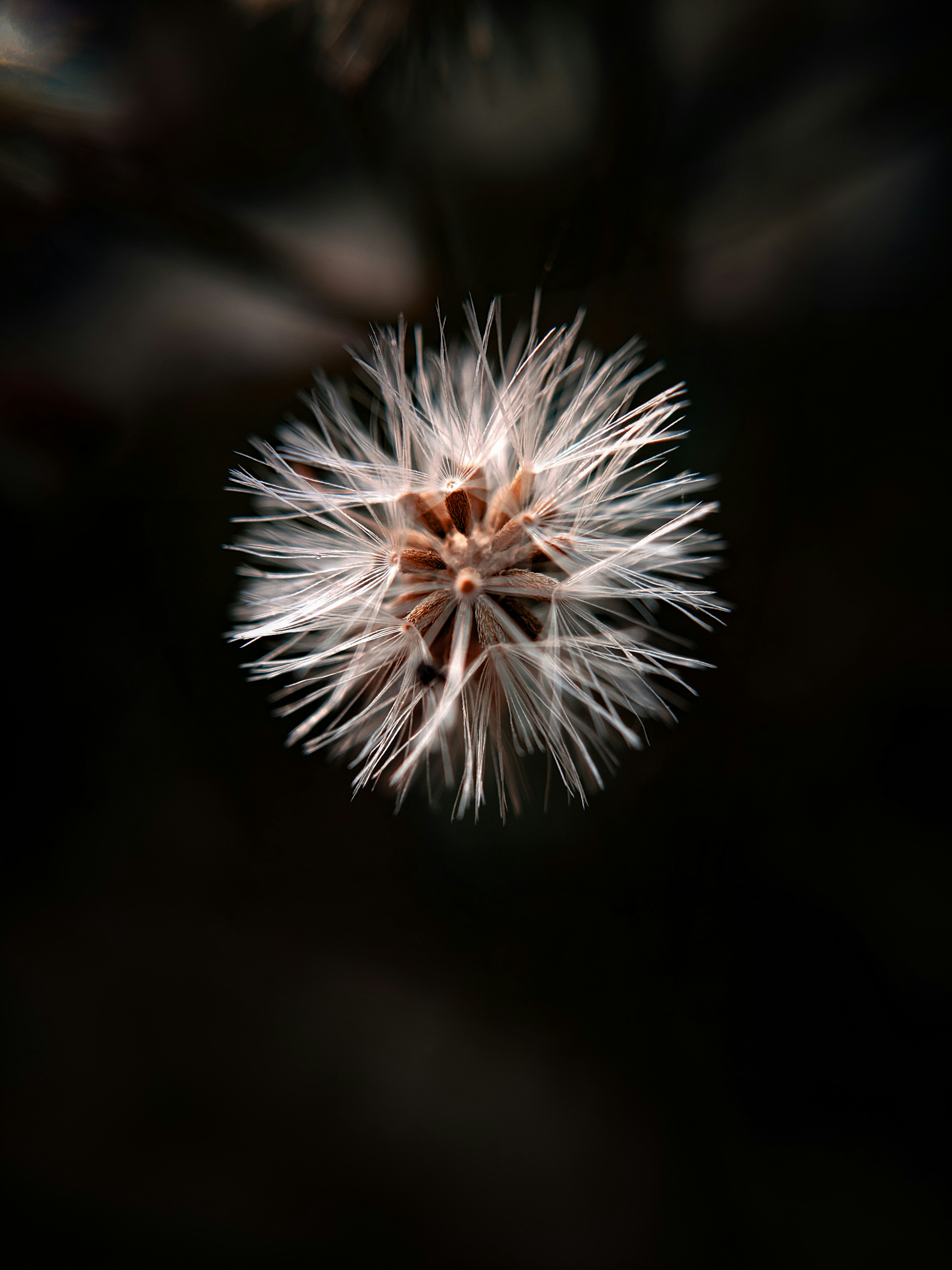 black seed wallpaper, wallpaper, 7 Manfaat Jintan Hitam untuk Pria yang Sayang Dilewatkan 6