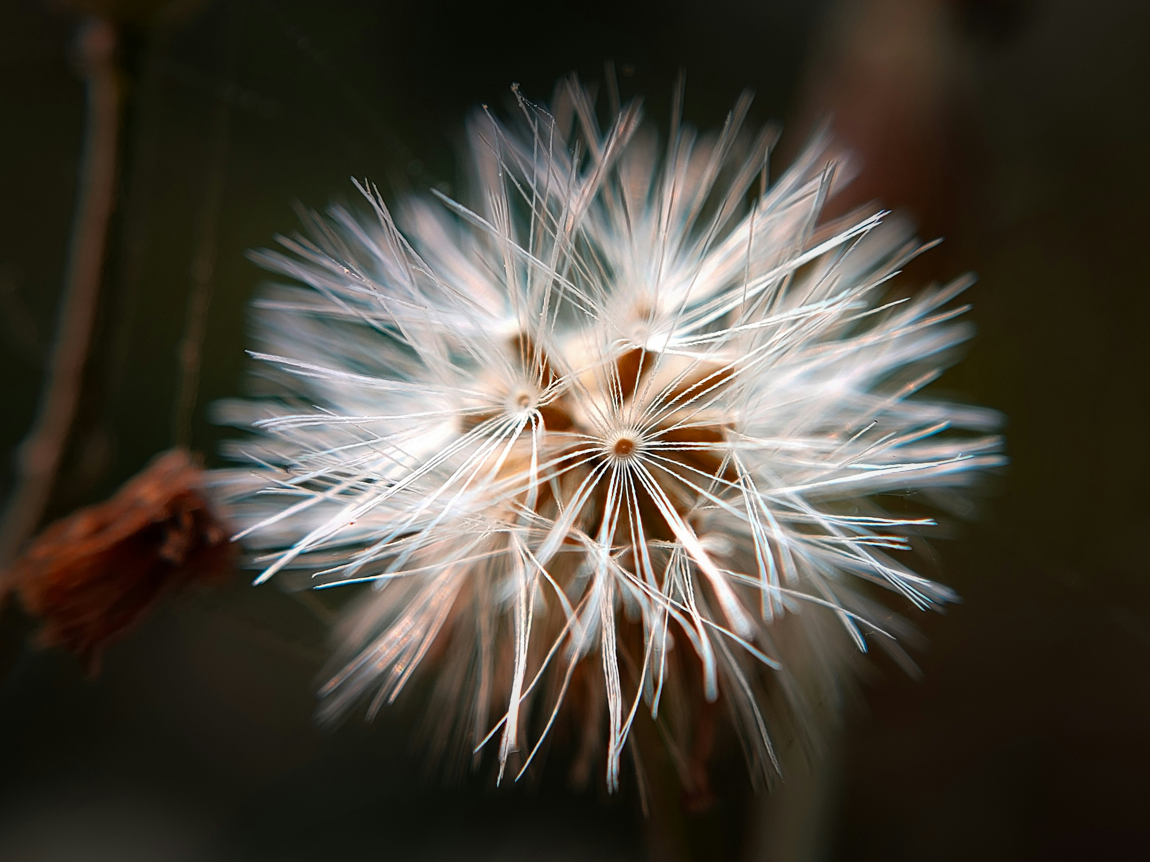 Make a Dandelion Wish for Someone You Love - Share Hope