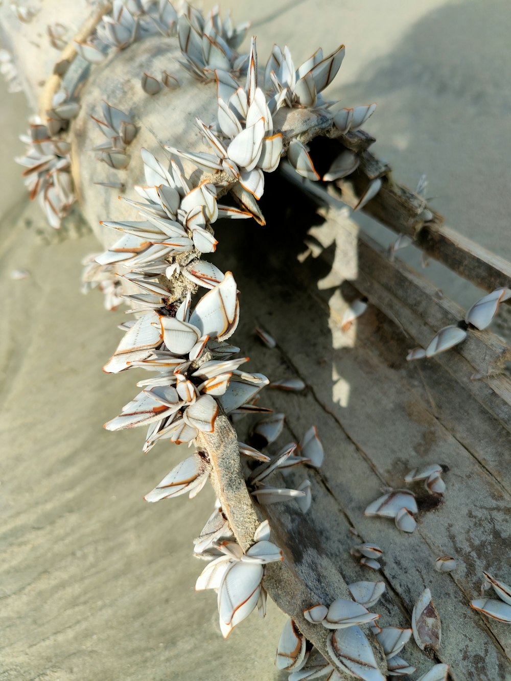 a close up of a bunch of sea shells