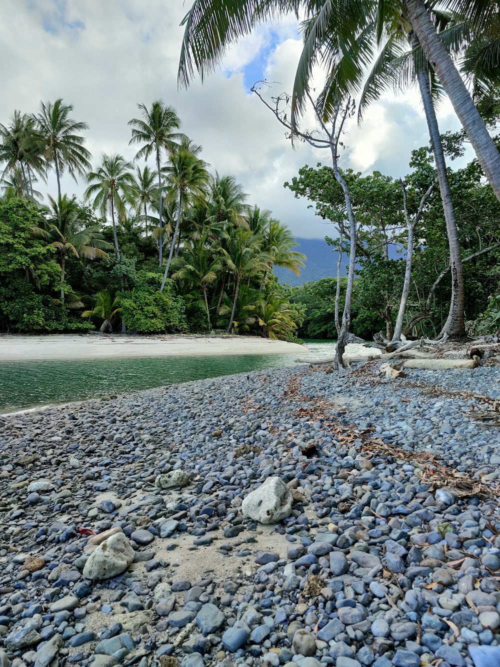 a rocky beach with palm trees in the background