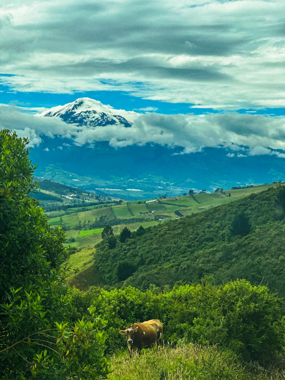 a cow standing on a lush green hillside