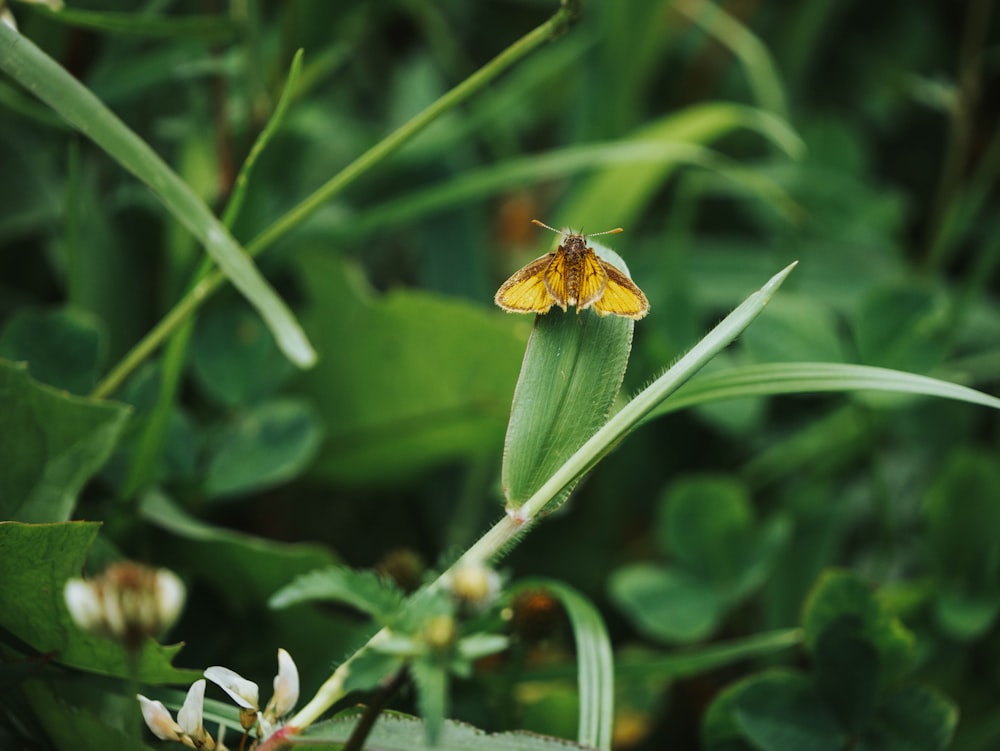 una pequeña mariposa amarilla sentada encima de una planta verde