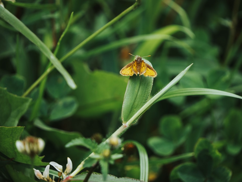 a small yellow butterfly sitting on top of a green plant