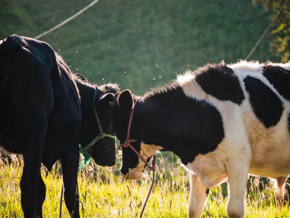 un par de vacas que están paradas en la hierba