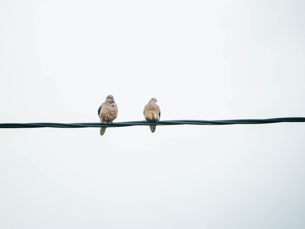 zwei Vögel sitzen auf einem Draht mit einem Himmelshintergrund