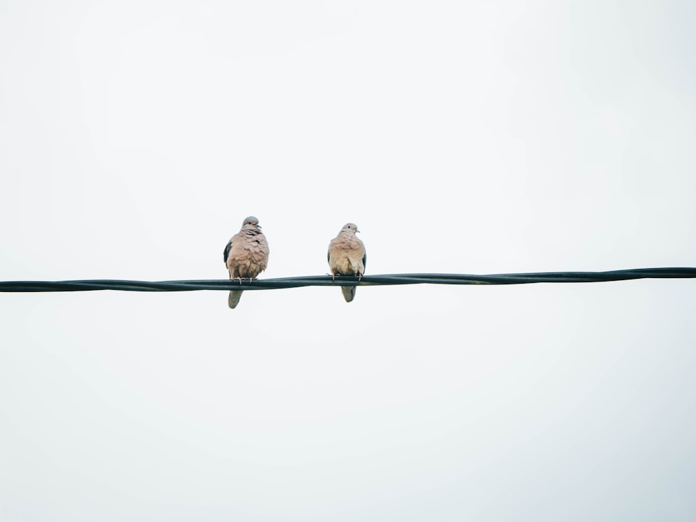 two birds sitting on a wire with a sky background