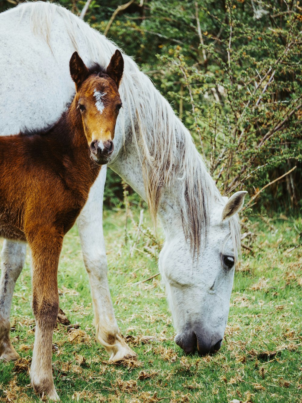 a brown and white horse standing next to a white horse