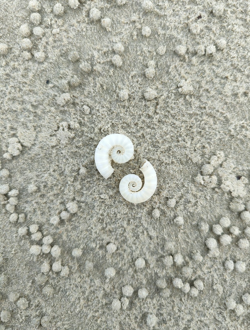 a couple of shells sitting on top of a sandy beach