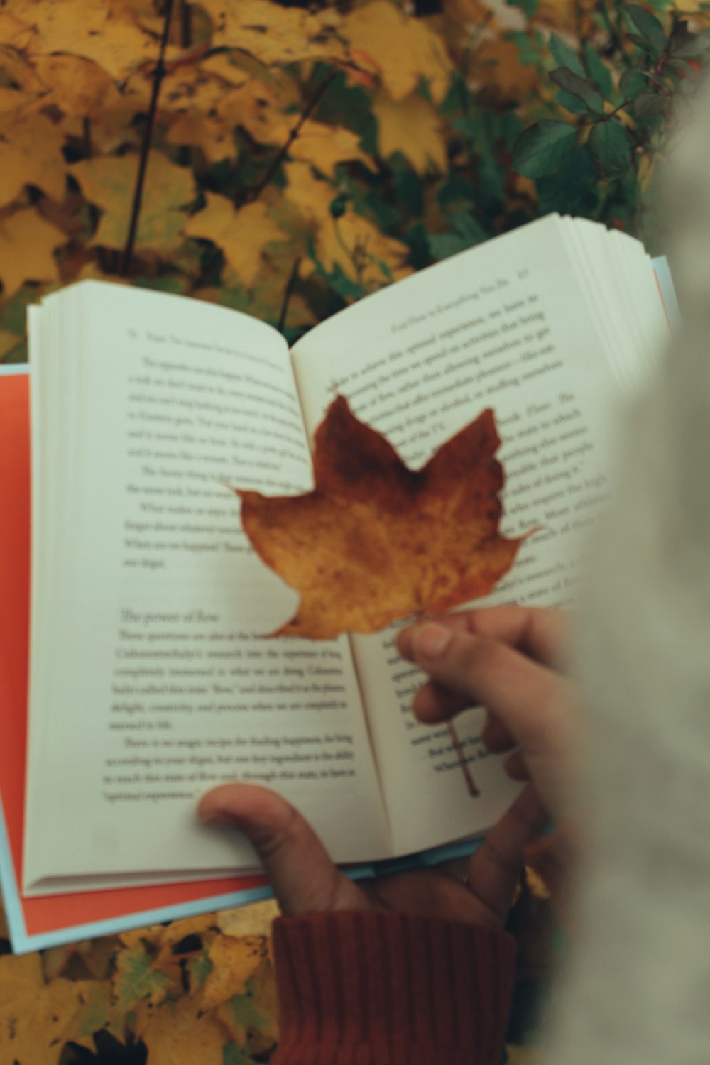 a person holding an open book with a leaf on it