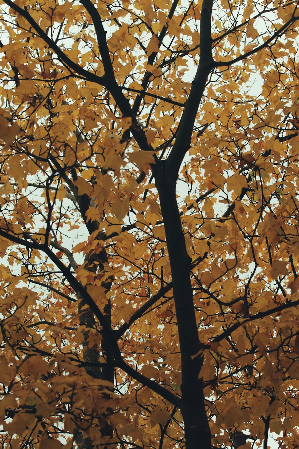 a tree with lots of yellow leaves on it