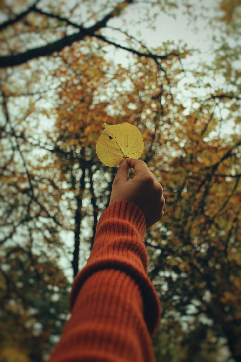 uma pessoa segurando uma folha na frente de uma árvore