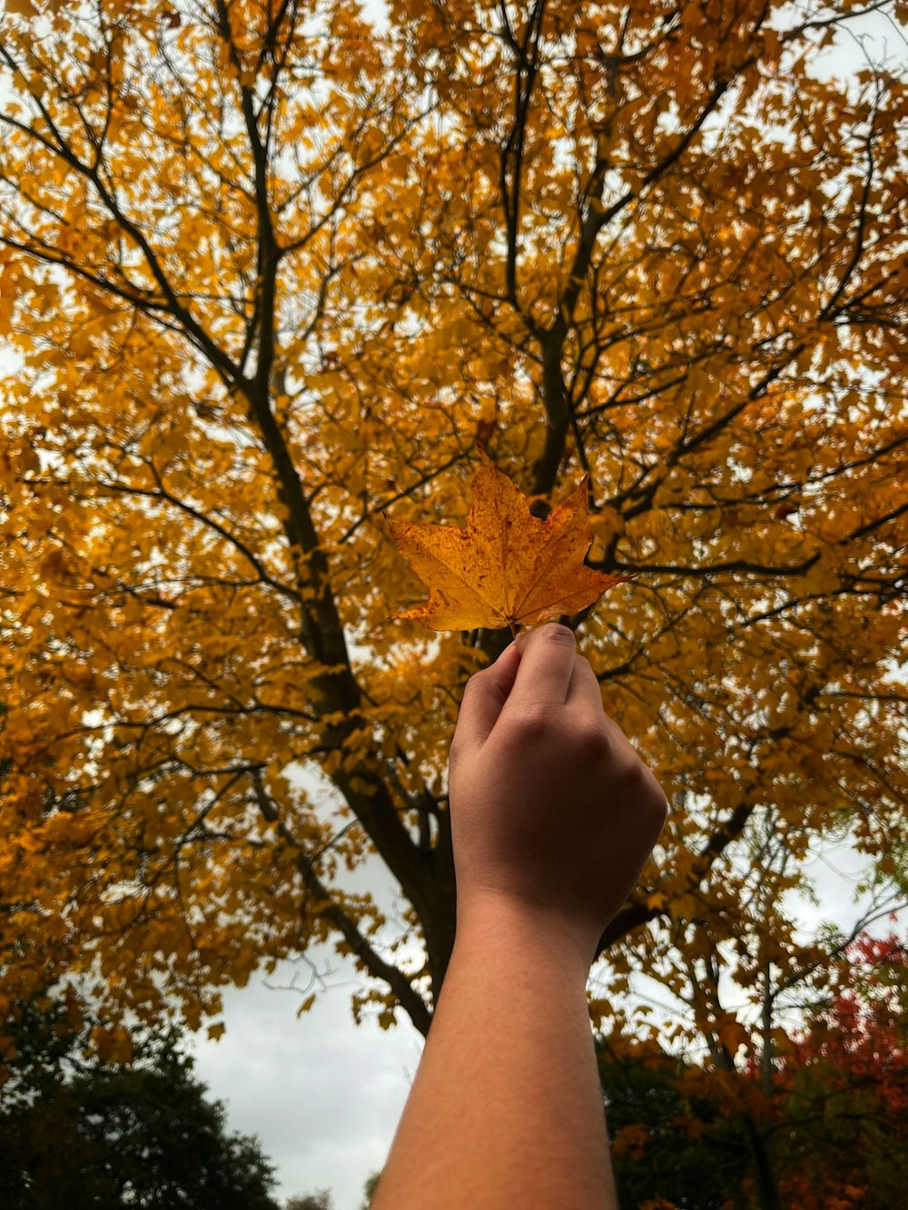 a person holding a leaf in front of a tree