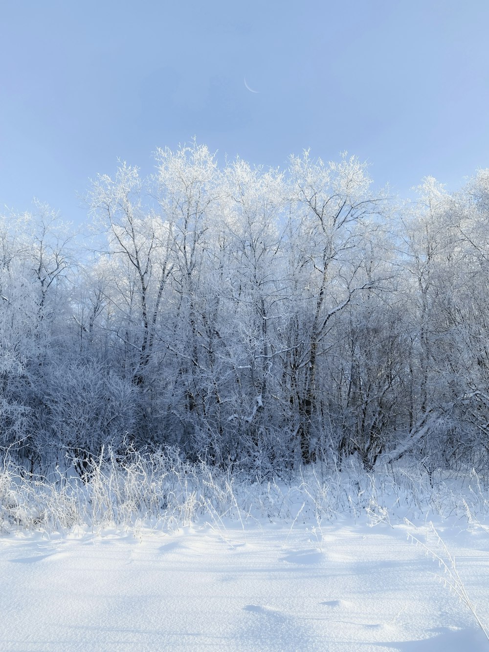 a snow covered field with trees in the background