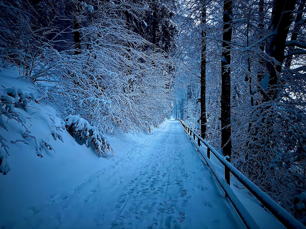 a path in the woods covered in snow