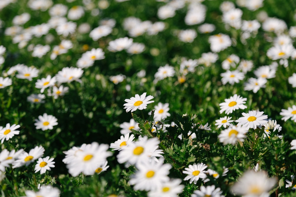 a field of white daisies with yellow centers