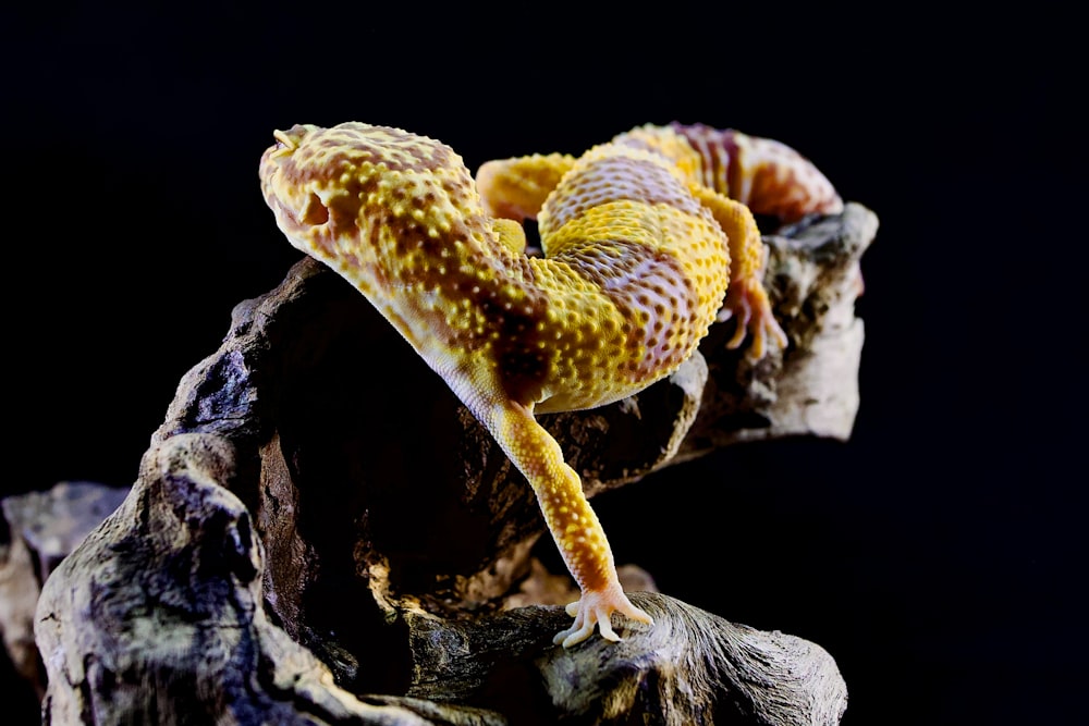 a yellow and brown gecko sitting on top of a tree stump