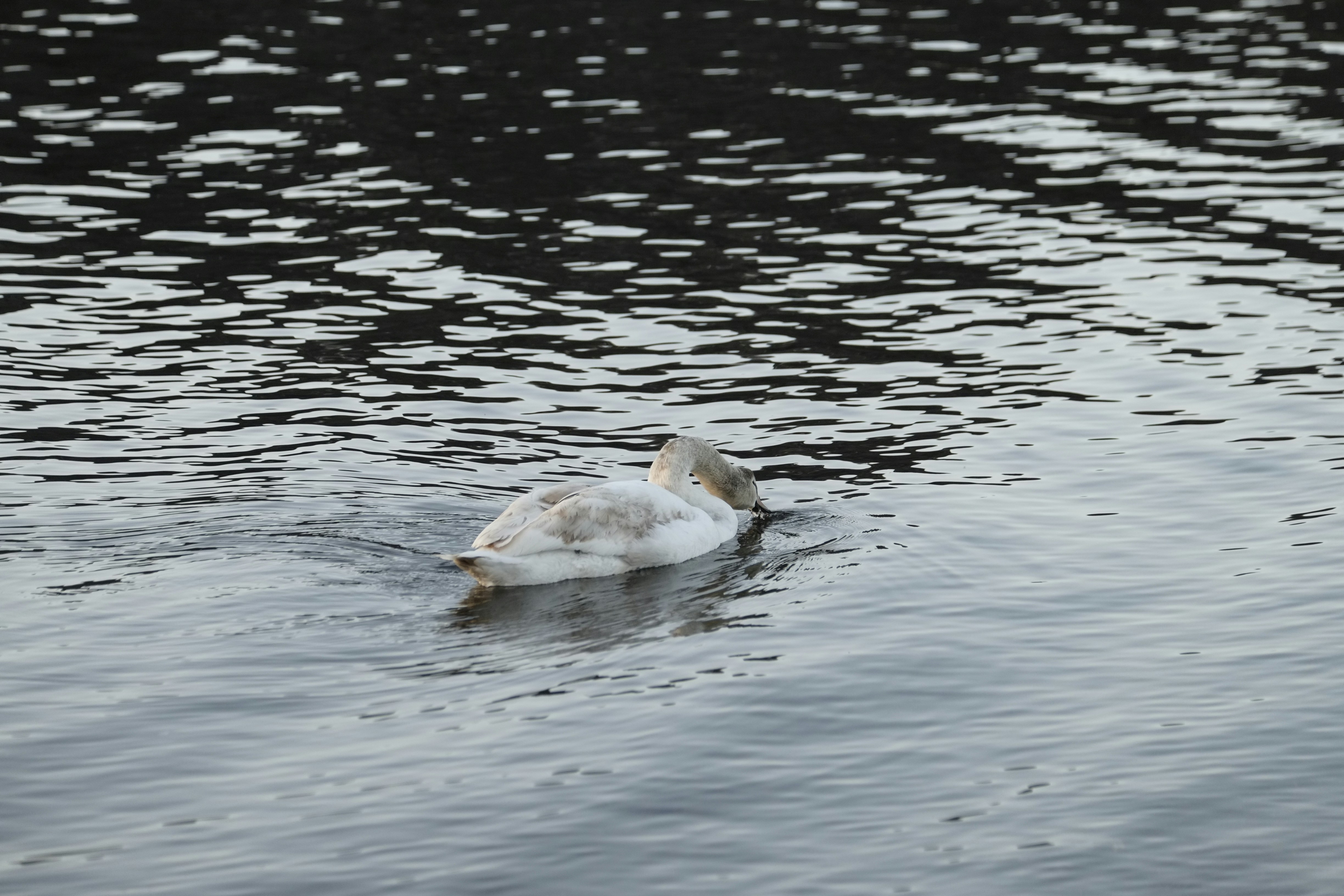 健身網紅都在騙？練不出肌肉的驚人真相，99%的人都忽略了！
