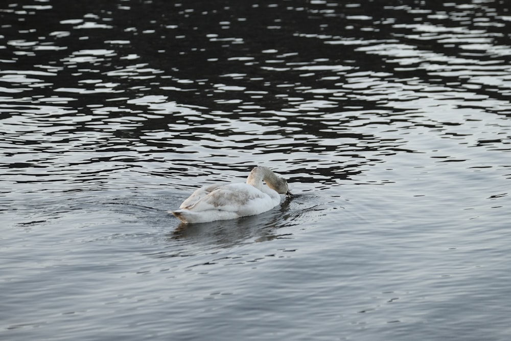 un cisne blanco flotando sobre un cuerpo de agua