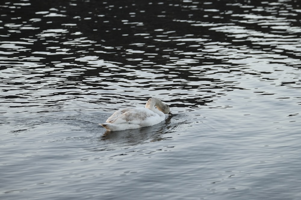 un cygne blanc flottant au-dessus d’un plan d’eau
