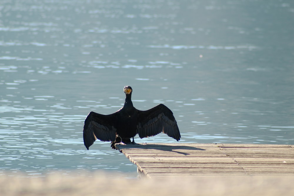 a large bird sitting on top of a wooden dock