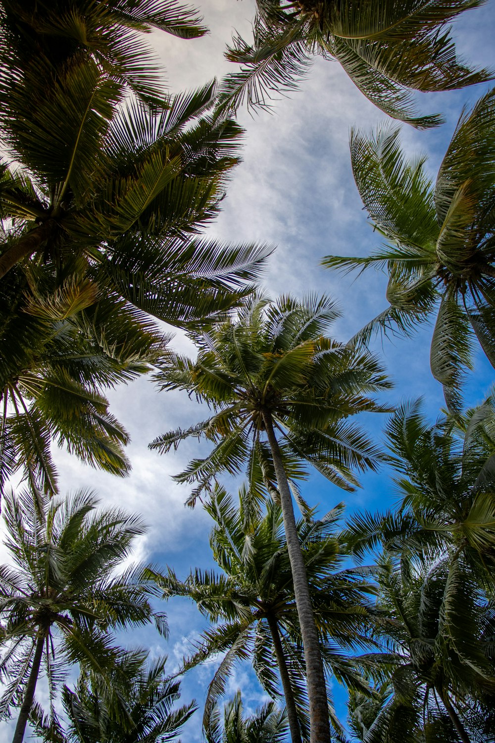 palm trees blowing in the wind on a sunny day