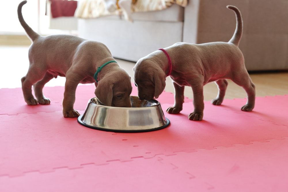 two puppies eating out of a metal bowl