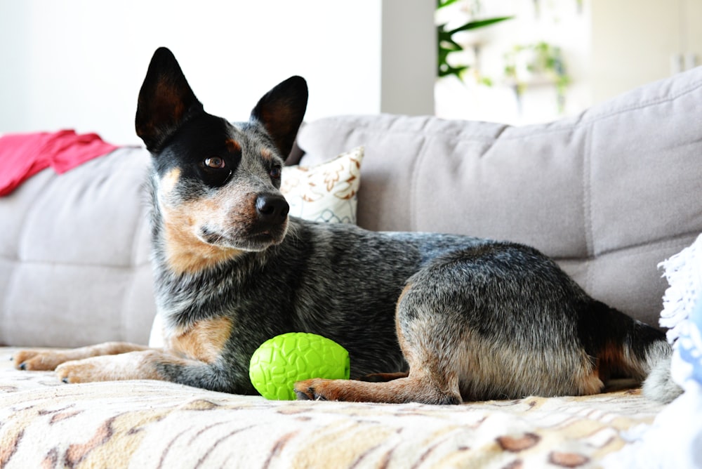 a dog laying on a couch with a ball in its mouth