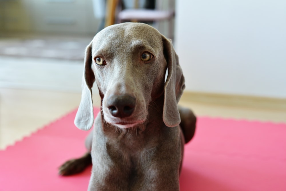 a dog sitting on a pink mat looking at the camera