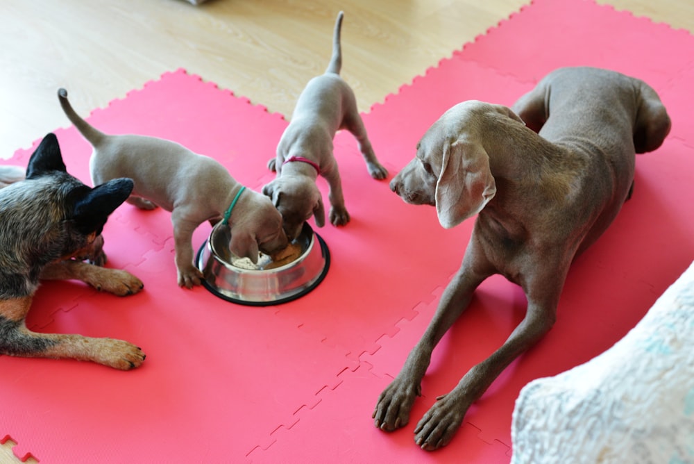 a group of three dogs eating out of a bowl