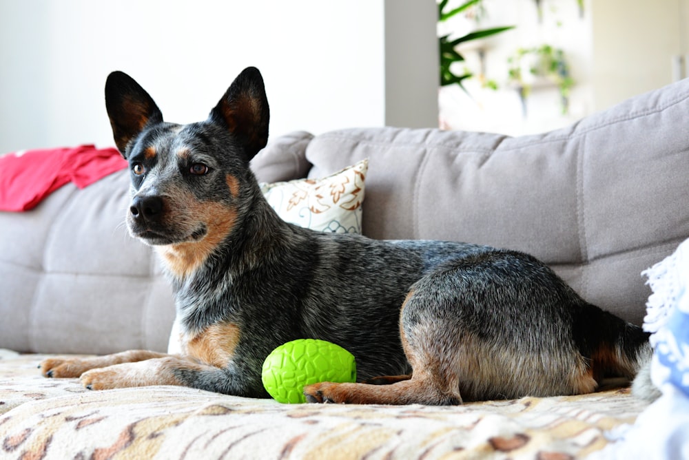 un cane sdraiato su un divano con una palla in bocca