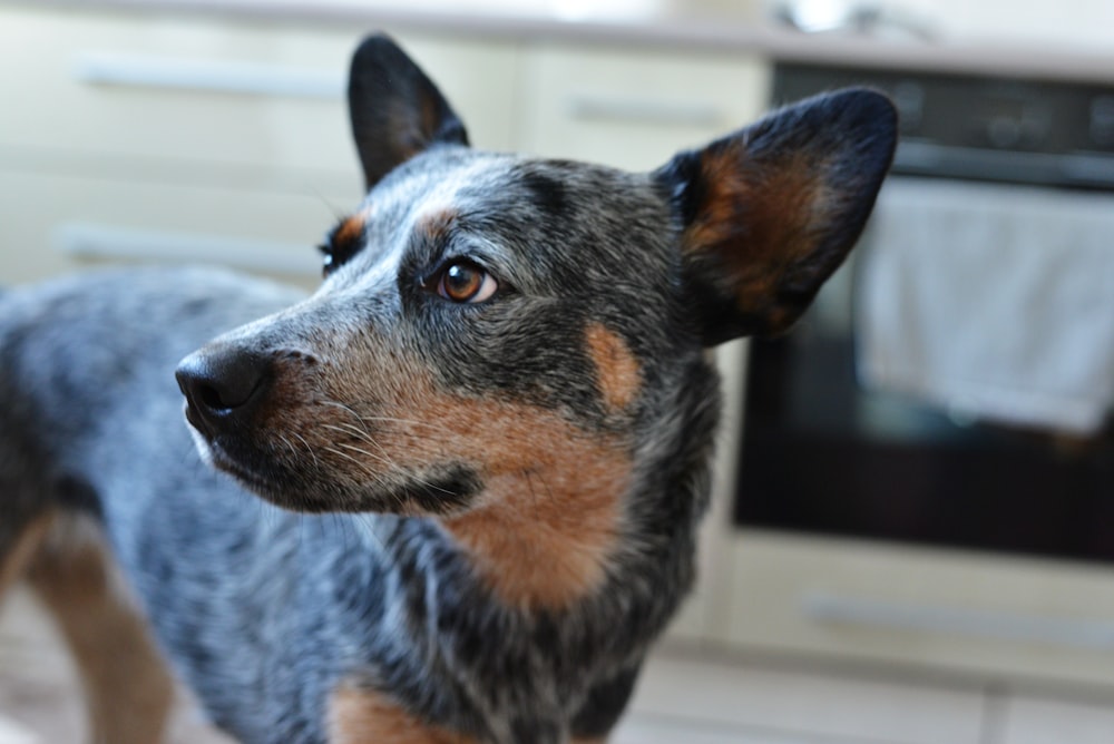 a close up of a dog in a kitchen