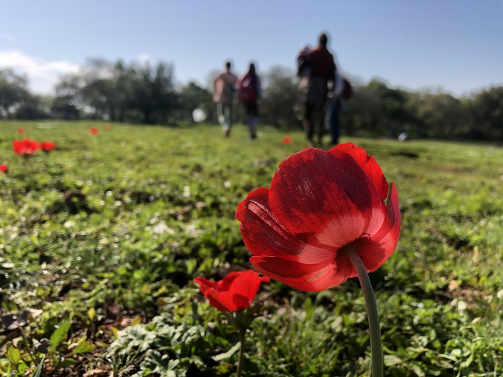 a red flower is in the middle of a field